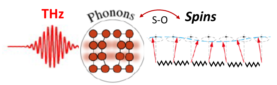 Spin-phonon interaction