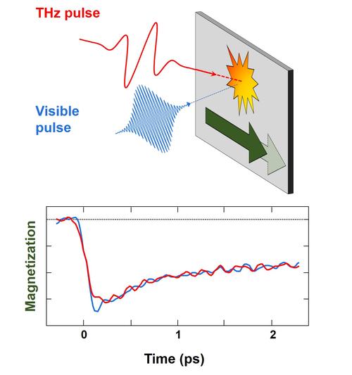 Top: Excitation of an iron thin film with either terahertz or visible pump pulse quenches magnetization. Bottom: The magnetization quenching proceeds with identical dynamics.