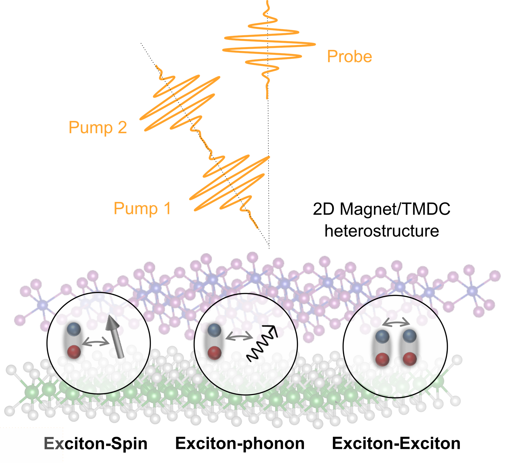 Illustration of interactions probed in project B11 with the method of 2DES